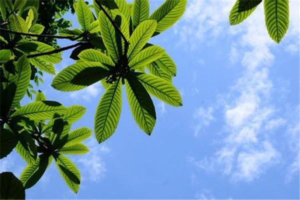 枇杷叶的功效和作用是什么,枇杷叶起什么作用
