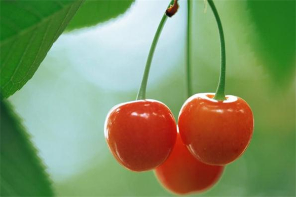 樱桃放多久,樱桃常温下一般能放几天