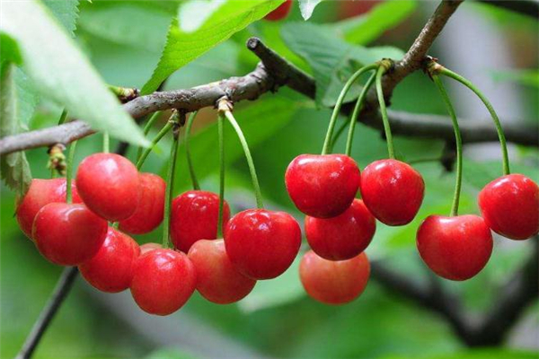 樱桃热量高吗?,樱桃热量高吗减肥能吃吗 樱桃热量高吗?,樱桃热量高吗减肥能吃吗