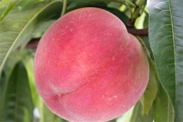 毛桃可以空腹吃吗,桃子空腹可以吃么 毛桃可以空腹吃吗,桃子空腹可以吃么