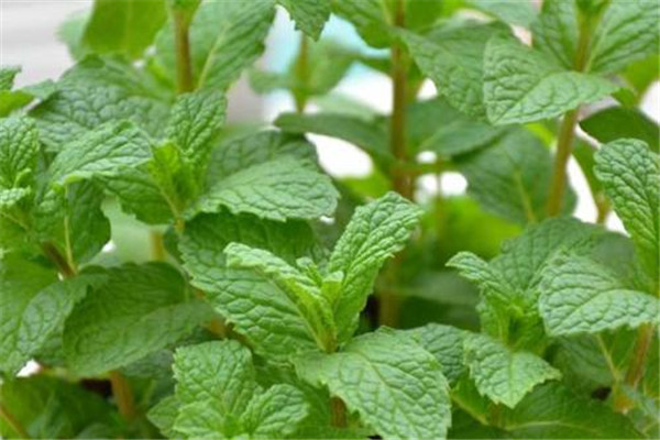 薄荷是发物食物吗?,薄荷的食用