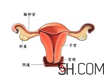 子宫畸形可以治疗吗,子宫畸形能治好吗 子宫畸形可以治疗吗,子宫畸形能治好吗