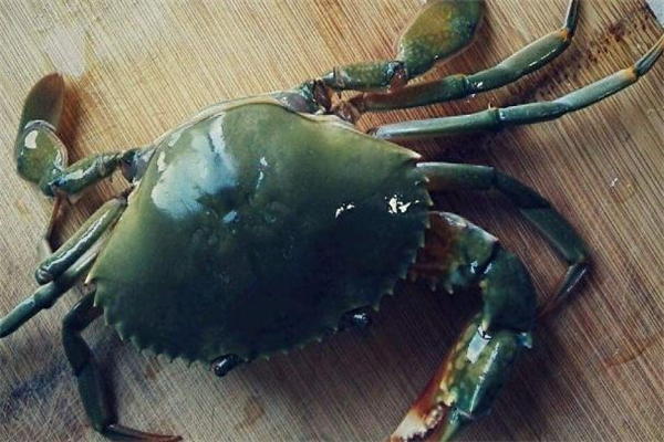 青蟹放淡水里面会死吗,青蟹放了一晚上死了 青蟹放淡水里面会死吗,青蟹放了一晚上死了