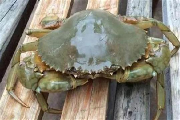 青蟹死了能吃吗?有没有毒,青蟹死了吃了也没中毒 青蟹死了能吃吗?有没有毒,青蟹死了吃了也没中毒