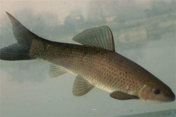 青鱼和什么菜一起吃好,青鱼不能和什么一起吃