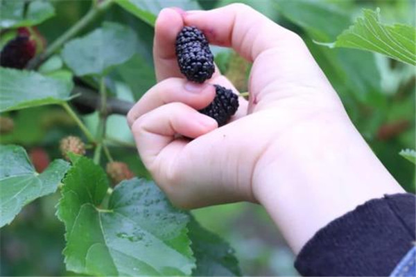 桑葚和什么吃会中毒,桑葚吃多了对身体有没有伤害