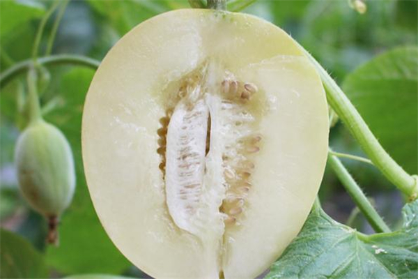 香瓜有苦味能吃吗,香瓜苦了还能吃吗