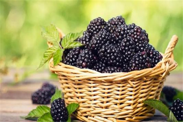 桑葚是凉性还是热性的水果,桑葚是寒性水果吗