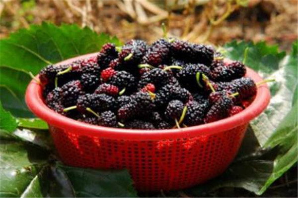 桑葚一次能吃多少,桑葚一次性吃多少合适