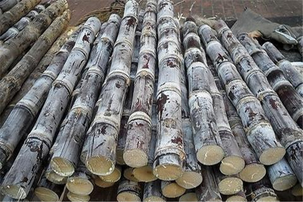 甘蔗有没有补血的作用,甘蔗能补血吗?