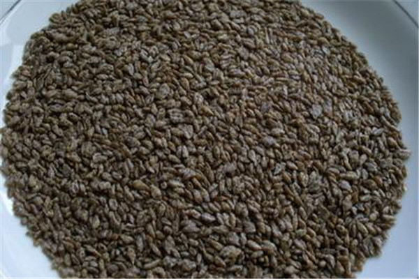 苦荞跟什么一起泡好,苦荞和什么一起泡茶好