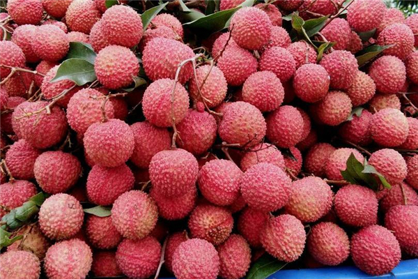 荔枝和哈密瓜能一起吃吗?,芒果哈密瓜能一起吃吗