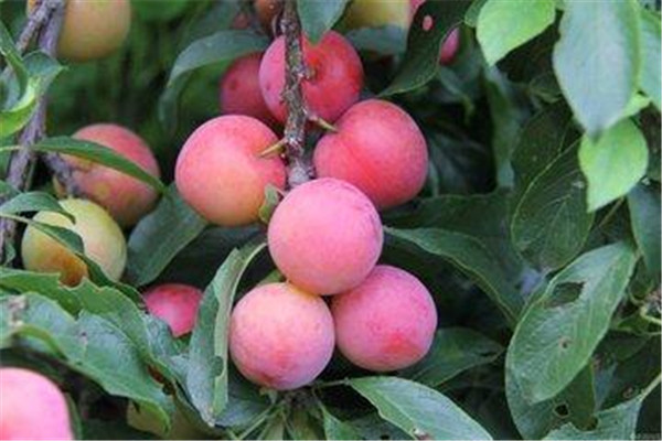 李子是什么季节成熟的水果,李子是秋季水果吗