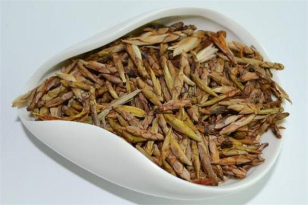 老鹰茶多少钱一斤,老鹰茶的图片大全