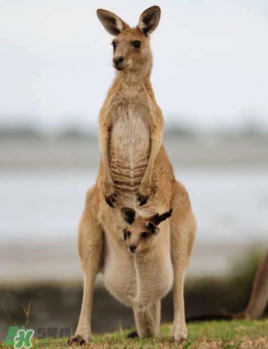 感康吃了能喝酒吗(感康吃完能不能喝酒)