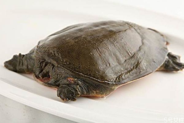 吃甲鱼的好处有什么呢(吃甲鱼有啥好处)