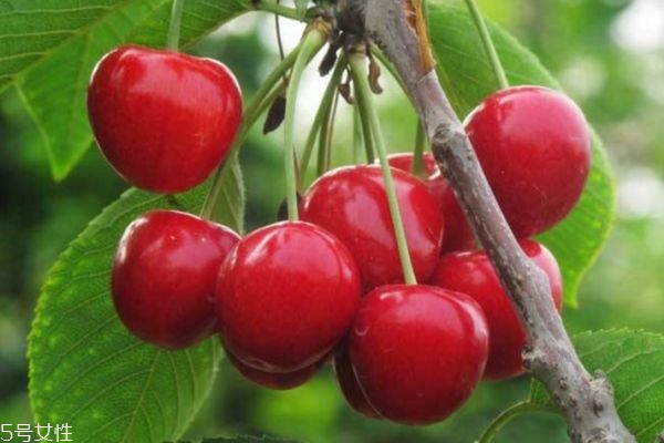 怀孕可以吃猕猴桃吗?,孕妇能吃樱桃吗?