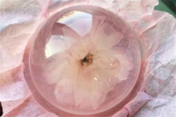 樱花可以吃吗,樱花果为什么不能吃