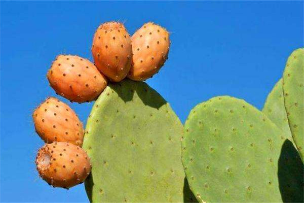 仙人掌果一天吃几个正确,是不是所有仙人掌果都可以吃