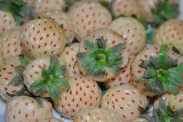 菠萝蜜和草莓,菠萝草莓是什么品种