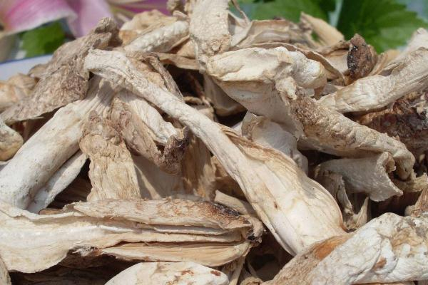 坐月子可以吃鸡腿菇吗,月子期间可以吃鸡腿菇吗