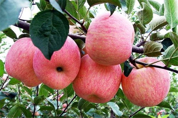 巧克力可以和苹果一起吃吗当然,巧克力和吃苹果一起吃可以吗