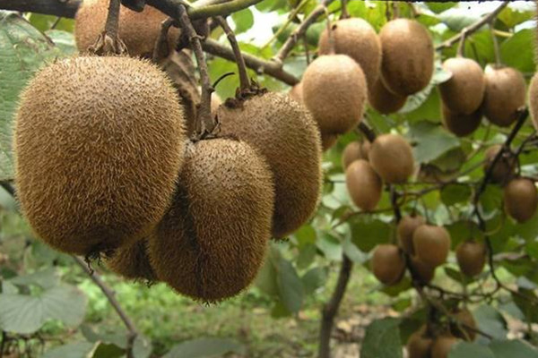 猕猴桃如何酿酒,猕猴桃可以泡酒吗有什么好处