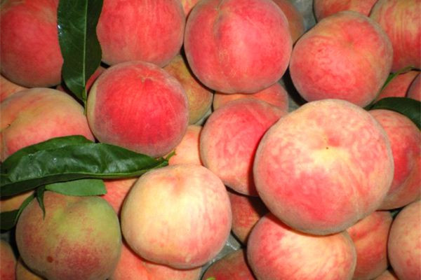 桃子可以和酸奶一起吃吗?,桃子可以和酸奶一起吃吗?能和香蕉一起吃