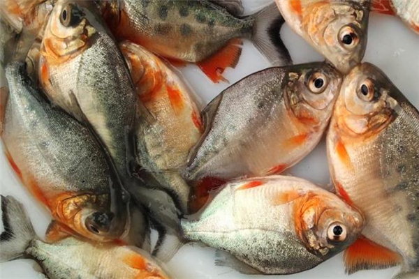 孕妇可以吃红鲳鱼吗,孕妇可以吃金鲳鱼么