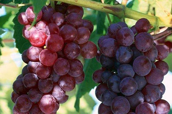 哪种葡萄最甜最好吃,吃葡萄干好么