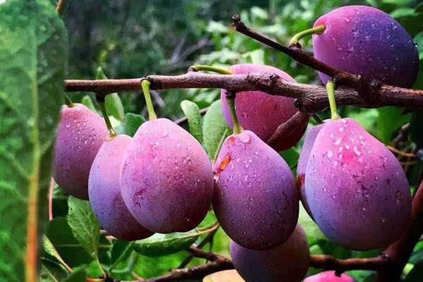 西梅能治便秘吗,西梅干能通便吗 西梅能治便秘吗,西梅干能通便吗