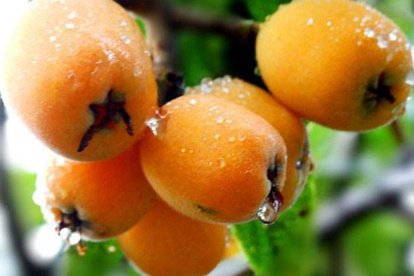 枇杷可以生吃吗,枇杷可以直接生吃吗