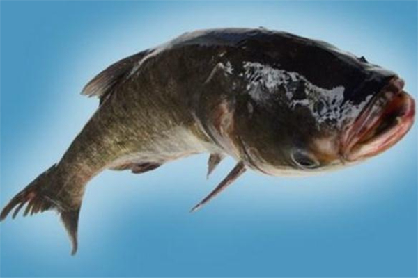 鳙鱼怎么做好吃又方便,鳙鱼怎么做好吃