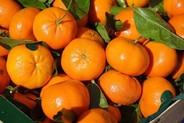 柑橘可以煮吗,柑橘可以煮着吃吗 柑橘可以煮吗,柑橘可以煮着吃吗