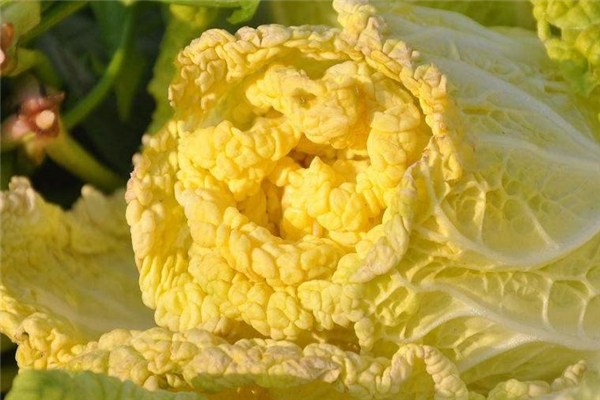 俗称黄芽菜是什么菜,芽菜是什么菜