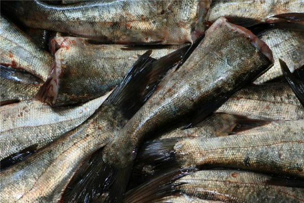 花鲢鱼是发物吗过敏能吃吗,花鲢鱼是发物吗?