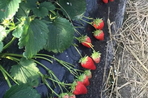 冬天草莓可以放几天,草莓可以放几天冰箱吗 冬天草莓可以放几天,草莓可以放几天冰箱吗