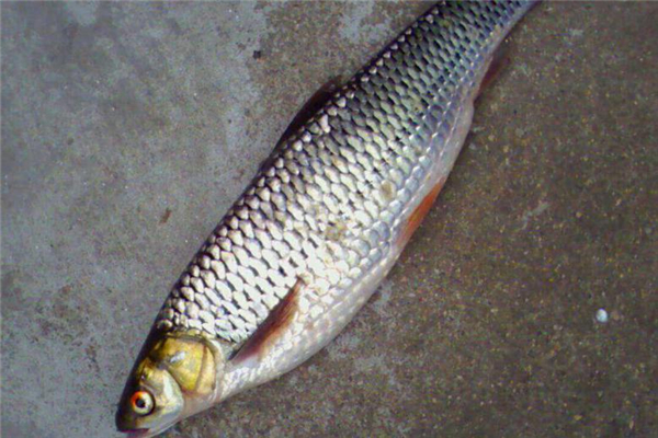 豆豉鲮鱼的做法大全,鲮鱼的做法大全