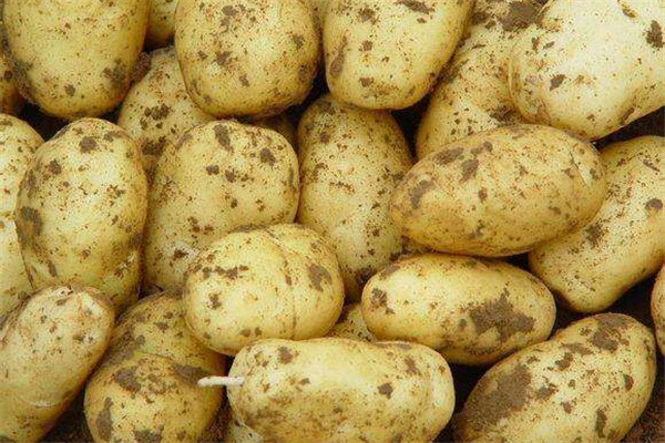 土豆可以做哪些美食小吃,土豆可以生吃吗? 土豆可以做哪些美食小吃,土豆可以生吃吗?