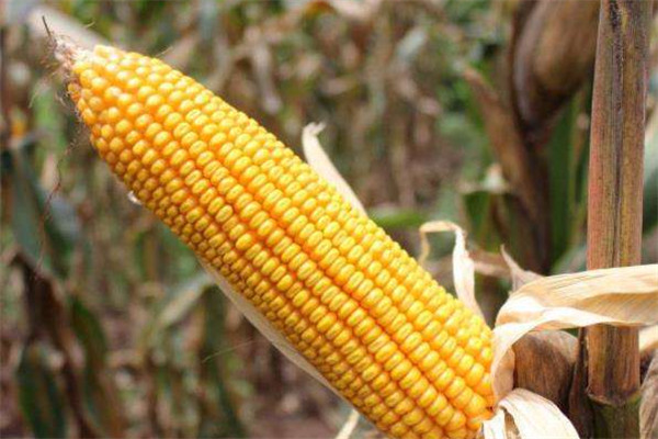 玉米可以和酸奶一起吃吗?,玉米能和酸奶一起吃吗