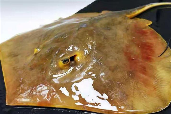 老板鱼是什么鱼,老板鱼是什么鱼子 老板鱼是什么鱼,老板鱼是什么鱼子