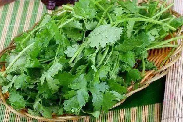 香菜加姜煮水喝能减肥吗,喝香菜水能减肥吗