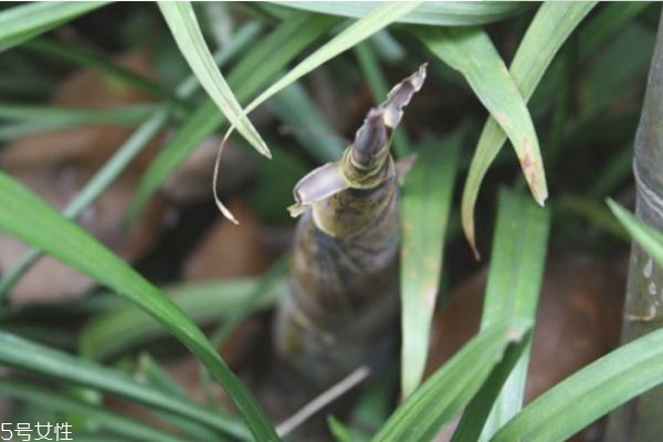 如何挖春笋?,怎么挖春笋 如何挖春笋?,怎么挖春笋