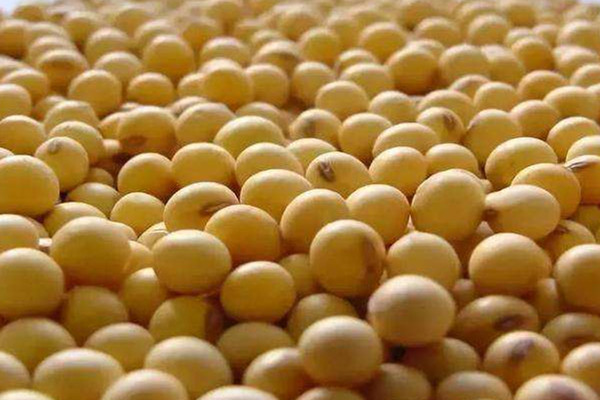 大豆可以泡多久合适,大豆可以泡多久?