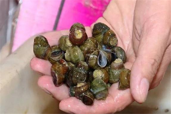 田螺和石螺有寄生虫吗,石螺有寄生虫吗 田螺和石螺有寄生虫吗,石螺有寄生虫吗