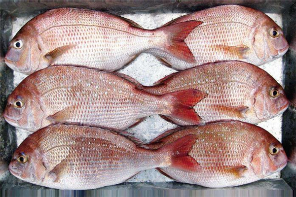 加吉鱼怎么吃,鱼不能配什么一起吃