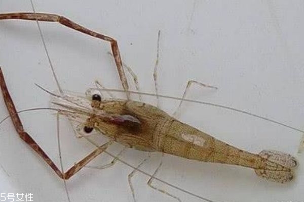 基围虾和青虾的区别图片,基围虾和青虾的区别 基围虾和青虾的区别图片,基围虾和青虾的区别