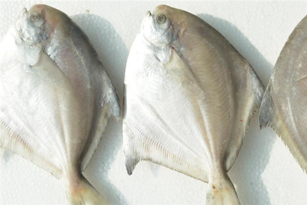 孕妇可以吃白鲳鱼吗,孕妇可以吃白鲳鱼吗晚期