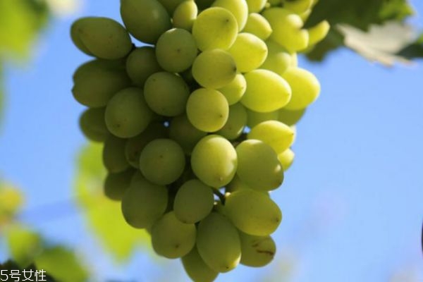 青葡萄和紫葡萄哪个好,青葡萄和紫葡萄哪个好吃