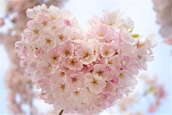 五一樱花还开吗(五一樱花还开吗)